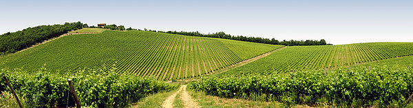 Landschaft mit Weinbergen in deutscher Weinregion Landschaft mit Weinbergen in deutscher Weinregion