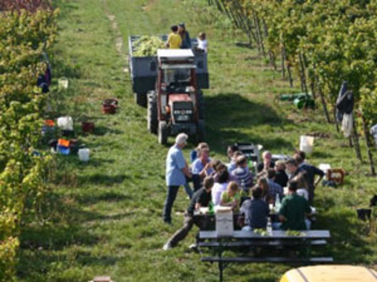 Rheinhessen Weinlese Rheinhessen Weinlese